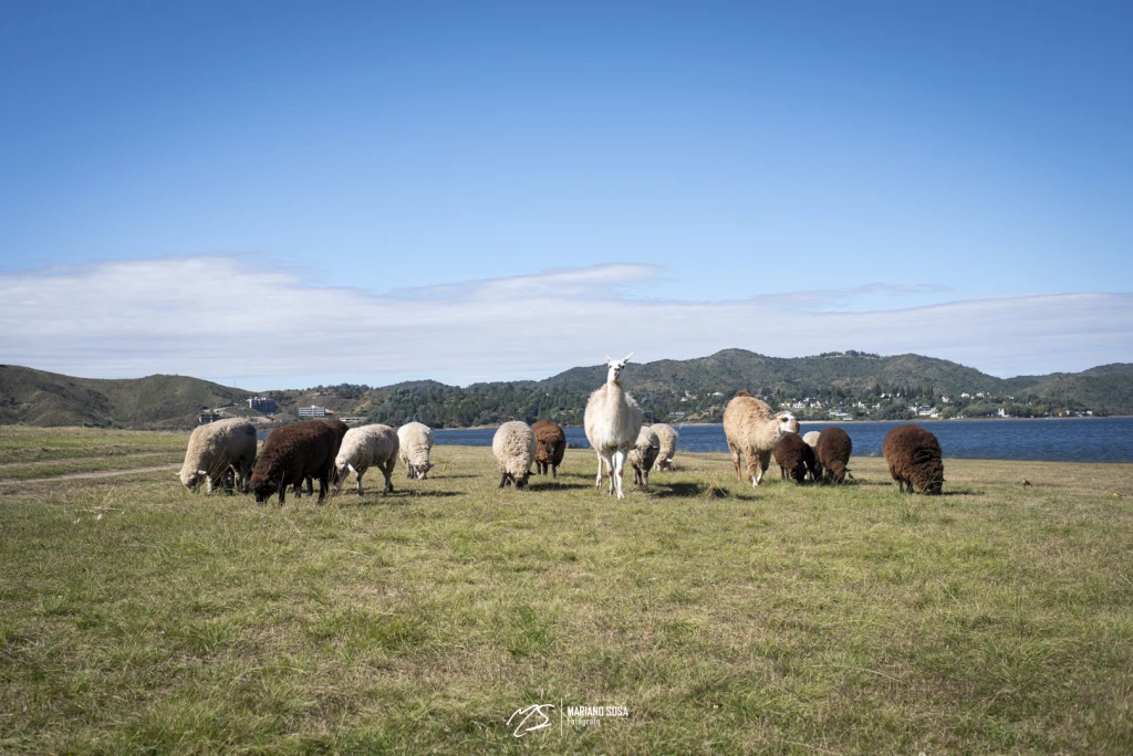 Llamas y ovejas